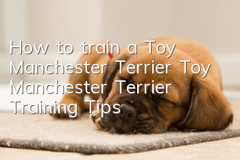 How to train a Toy Manchester Terrier Toy Manchester Terrier Training Tips