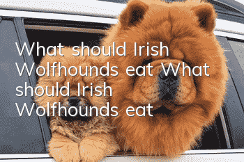 What should Irish Wolfhounds eat? What should Irish Wolfhounds eat?
