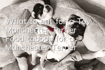 What to eat for a Toy Manchester Terrier? Food taboos for a Manchester Terrier