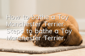 How to bathe a Toy Manchester Terrier. Steps to bathe a Toy Manchester Terrier.