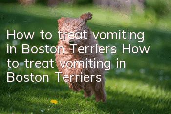 How to treat vomiting in Boston Terriers How to treat vomiting in Boston Terriers