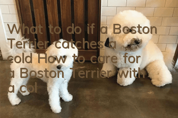 What to do if a Boston Terrier catches a cold? How to care for a Boston Terrier with a cold.