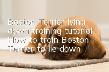 Boston Terrier lying down training tutorial How to train Boston Terrier to lie down