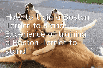 How to train a Boston Terrier to stand? Experience of training a Boston Terrier to stand
