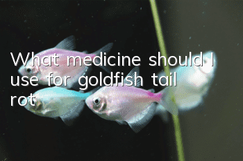What medicine should I use for goldfish tail rot?