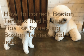 How to correct Boston Terrier’s bad habits Tips for correcting Boston Terrier’s bad habits