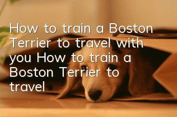How to train a Boston Terrier to travel with you? How to train a Boston Terrier to travel with you when you go out?