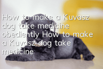 How to make a Kuvasz dog take medicine obediently How to make a Kuvasz dog take medicine