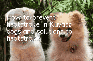 How to prevent heatstroke in Kuvasz dogs and solutions to heatstroke