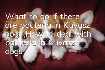 What to do if there are bacteria in Kuvasz dogs? How to deal with bacteria in Kuvasz dogs?
