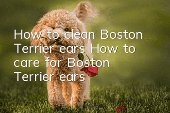 How to clean Boston Terrier ears How to care for Boston Terrier ears