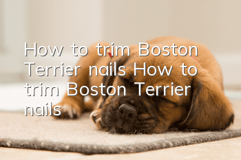 How to trim Boston Terrier nails How to trim Boston Terrier nails