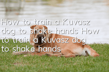 How to train a Kuvasz dog to shake hands How to train a Kuvasz dog to shake hands