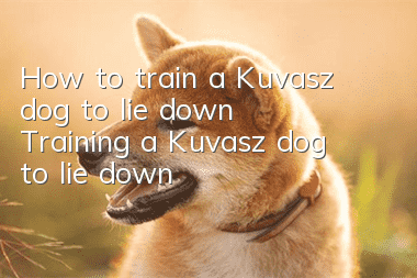 How to train a Kuvasz dog to lie down Training a Kuvasz dog to lie down