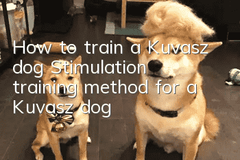How to train a Kuvasz dog? Stimulation training method for a Kuvasz dog