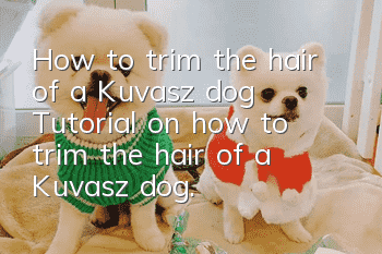 How to trim the hair of a Kuvasz dog? Tutorial on how to trim the hair of a Kuvasz dog.