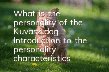 What is the personality of the Kuvasz dog? Introduction to the personality characteristics of the Kuvasz dog