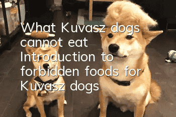 What Kuvasz dogs cannot eat? Introduction to forbidden foods for Kuvasz dogs