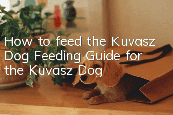 How to feed the Kuvasz Dog Feeding Guide for the Kuvasz Dog