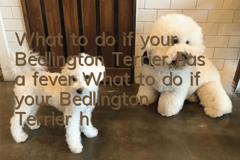 What to do if your Bedlington Terrier has a fever? What to do if your Bedlington Terrier has a fever?
