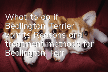 What to do if Bedlington Terrier vomits? Reasons and treatment methods for Bedlington Terrier vomiting and diarrhea.