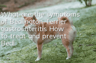 What are the symptoms of Bedlington Terrier gastroenteritis? How to treat and prevent Bedlington Terrier gastroenteritis?