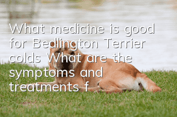 What medicine is good for Bedlington Terrier colds? What are the symptoms and treatments for Bedlington Terrier colds?