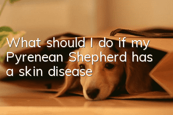 What should I do if my Pyrenean Shepherd has a skin disease?
