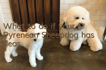 What to do if your Pyrenean Sheepdog has fleas