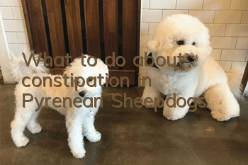 What to do about constipation in Pyrenean Sheepdogs