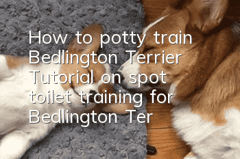 How to potty train Bedlington Terrier? Tutorial on spot toilet training for Bedlington Terrier.