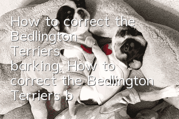 How to correct the Bedlington Terrier's barking. How to correct the Bedlington Terrier's barking.
