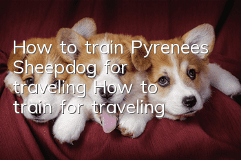 How to train Pyrenees Sheepdog for traveling? How to train for traveling?