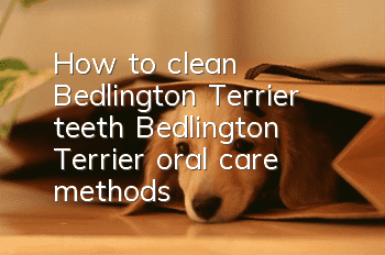How to clean Bedlington Terrier teeth Bedlington Terrier oral care methods
