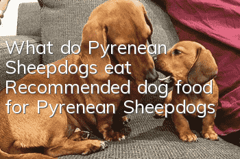 What do Pyrenean Sheepdogs eat? Recommended dog food for Pyrenean Sheepdogs