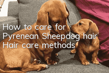 How to care for Pyrenean Sheepdog hair Hair care methods