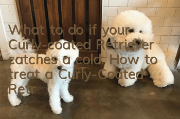 What to do if your Curly-coated Retriever catches a cold. How to treat a Curly-Coated Retriever’s cold.