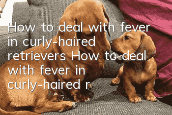How to deal with fever in curly-haired retrievers How to deal with fever in curly-haired retrievers