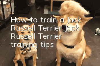 How to train a Jack Russell Terrier Jack Russell Terrier training tips