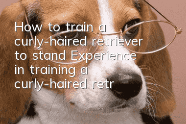 How to train a curly-haired retriever to stand? Experience in training a curly-haired retriever to stand