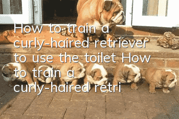 How to train a curly-haired retriever to use the toilet? How to train a curly-haired retriever to go to the toilet at a fixed location?