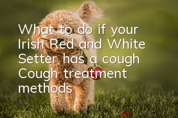 What to do if your Irish Red and White Setter has a cough? Cough treatment methods