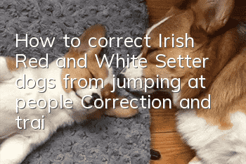 How to correct Irish Red and White Setter dogs from jumping at people? Correction and training of jumping habits