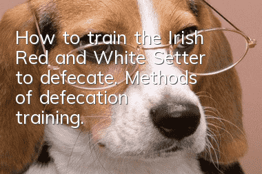 How to train the Irish Red and White Setter to defecate. Methods of defecation training.