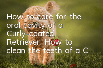How to care for the oral cavity of a Curly-coated Retriever. How to clean the teeth of a Curly-coated Retriever.
