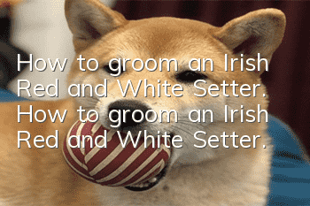 How to groom an Irish Red and White Setter. How to groom an Irish Red and White Setter.