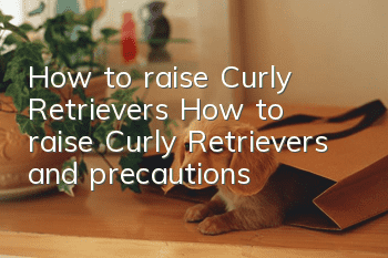 How to raise Curly Retrievers How to raise Curly Retrievers and precautions