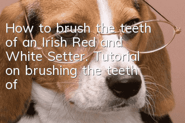 How to brush the teeth of an Irish Red and White Setter. Tutorial on brushing the teeth of an Irish Red and White Setter.