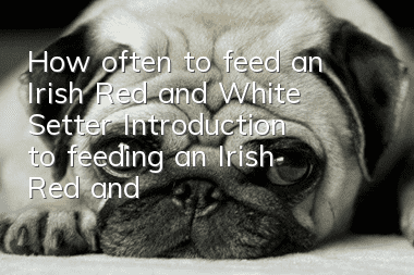 How often to feed an Irish Red and White Setter? Introduction to feeding an Irish Red and White Setter.