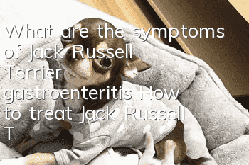 What are the symptoms of Jack Russell Terrier gastroenteritis? How to treat Jack Russell Terrier gastroenteritis